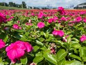 panasonic tz60 image sample primjer fotografija (5).jpg